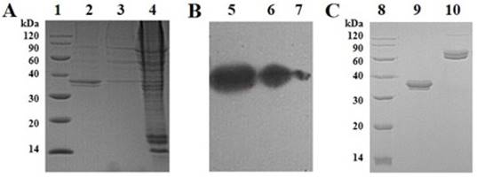 Int J Med Sci Image