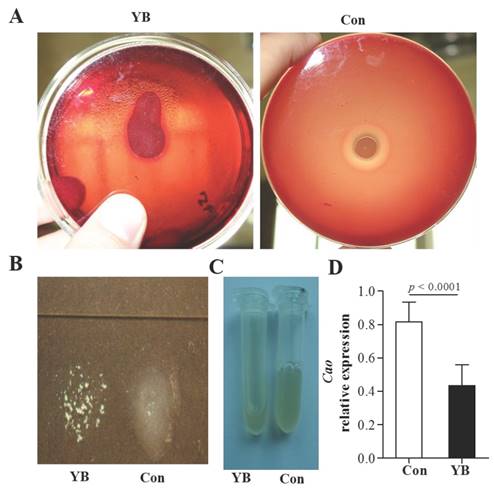 Int J Med Sci Image