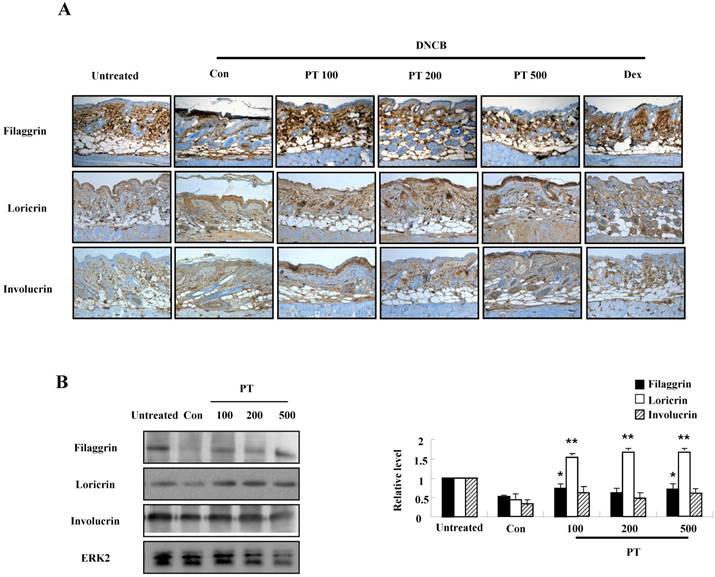 Int J Med Sci Image