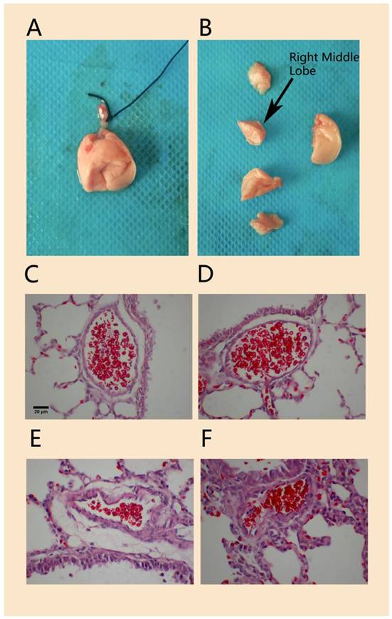 Int J Med Sci Image