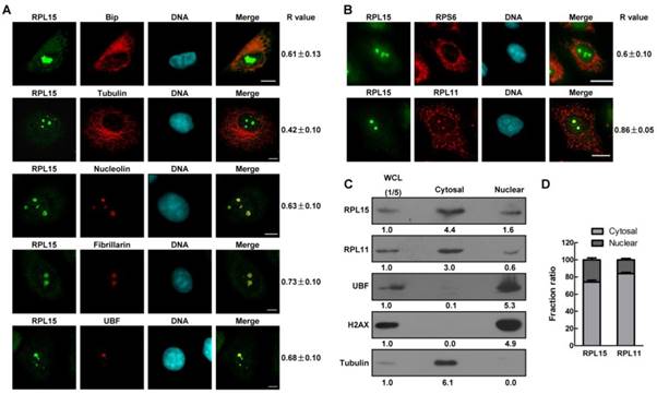 Int J Med Sci Image