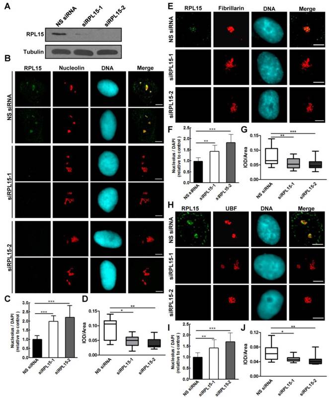 Int J Med Sci Image