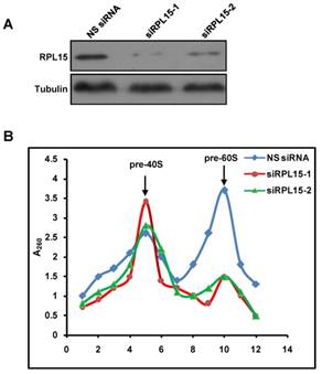 Int J Med Sci Image