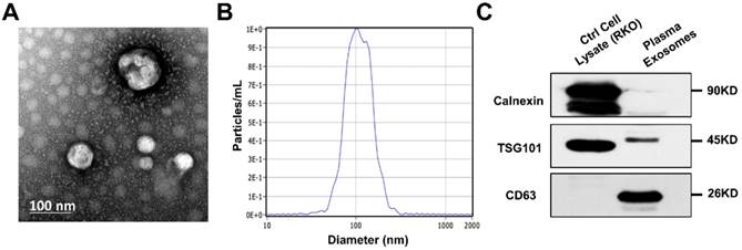 Int J Med Sci Image