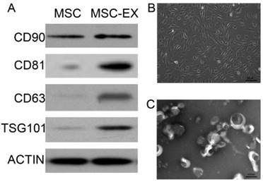 Int J Med Sci Image