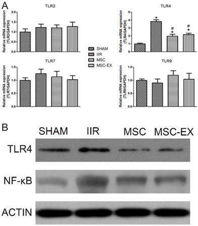 Int J Med Sci Image