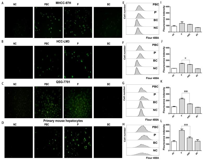 Int J Med Sci Image