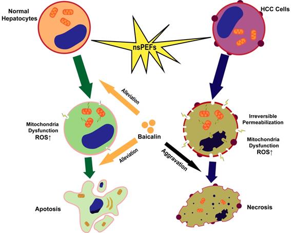 Int J Med Sci Image