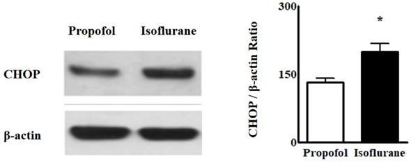 Int J Med Sci Image