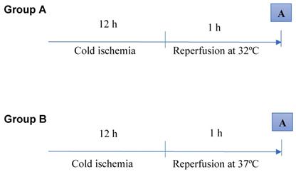 Int J Med Sci Image