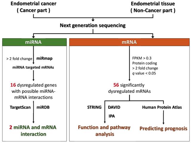 Int J Med Sci Image