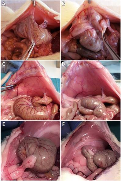 Int J Med Sci Image