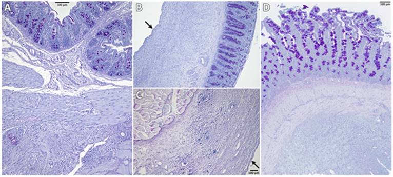 Int J Med Sci Image