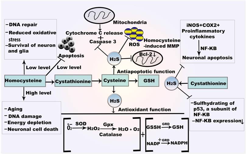 Int J Med Sci Image