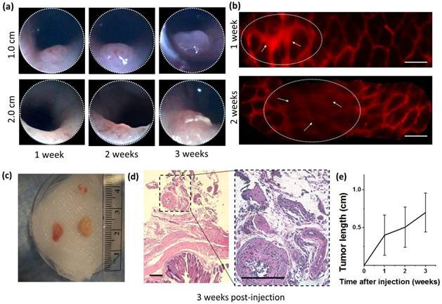 Int J Med Sci Image