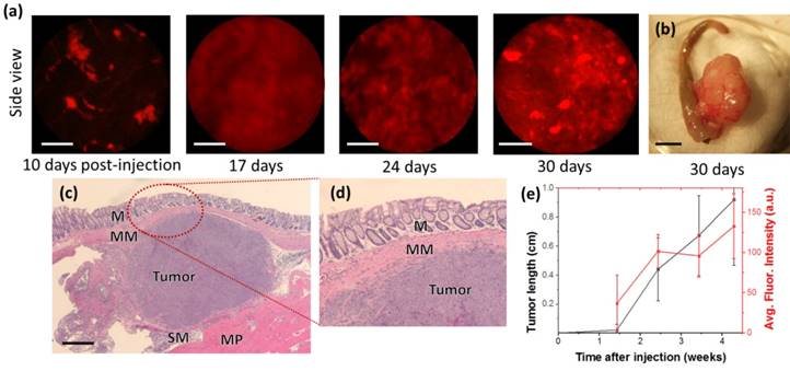 Int J Med Sci Image