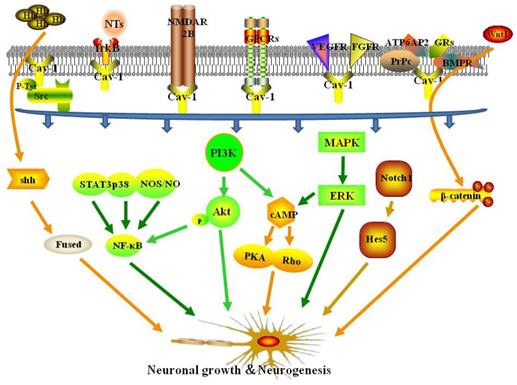 Int J Med Sci Image