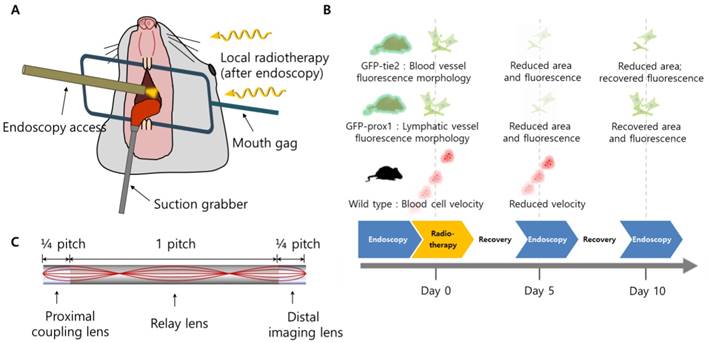 Int J Med Sci Image