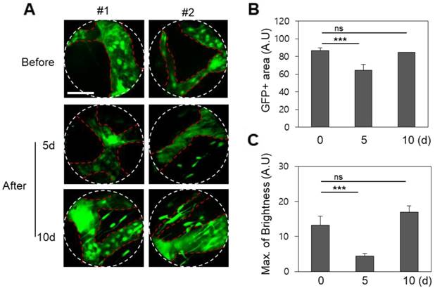 Int J Med Sci Image