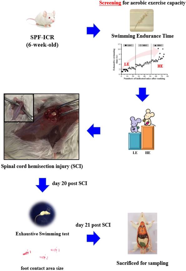 Congenital exercise ability ameliorates muscle atrophy but not spinal