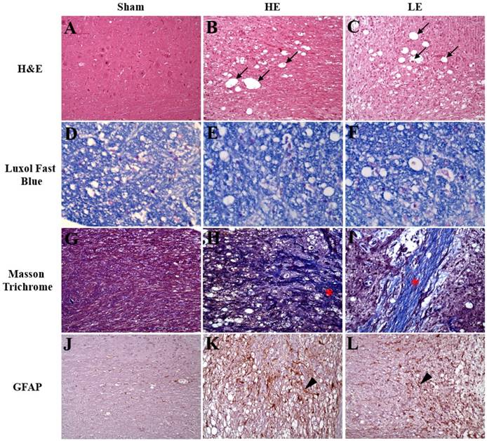 Int J Med Sci Image