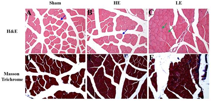 Int J Med Sci Image