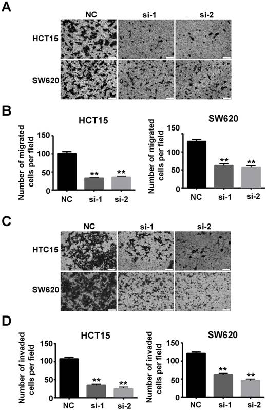 Int J Med Sci Image