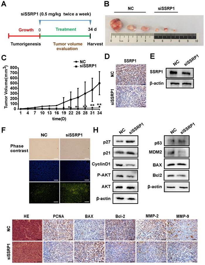 Int J Med Sci Image