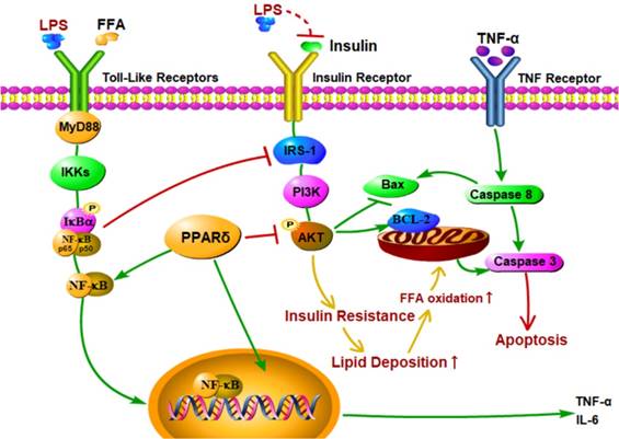 Int J Med Sci Image