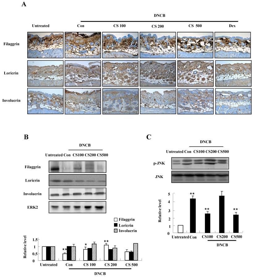 Int J Med Sci Image