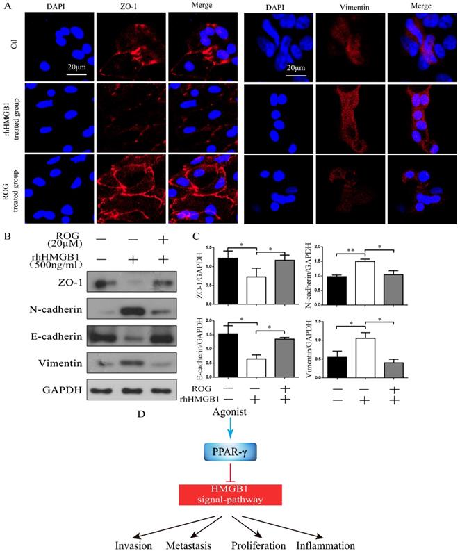 Int J Med Sci Image