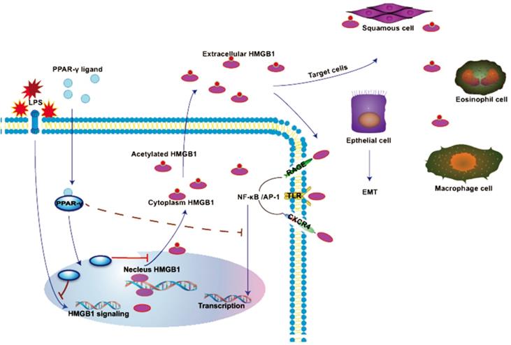 Int J Med Sci Image