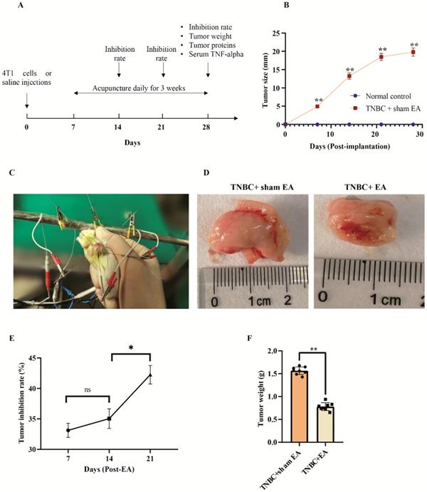 Inhibition of TripleNegative Breast Cancer Tumor Growth by