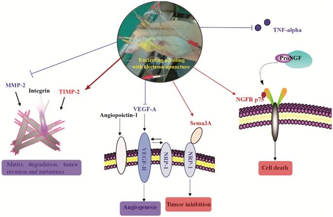 Int J Med Sci Image