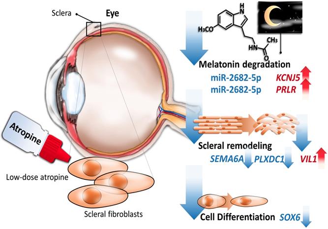 Int J Med Sci Image