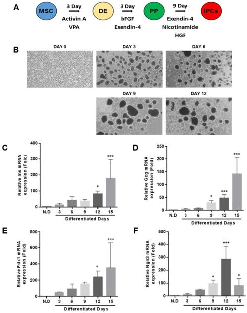 Int J Med Sci Image