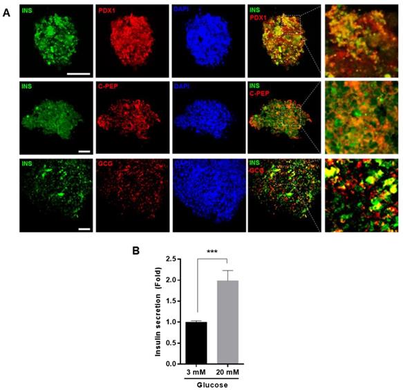 Int J Med Sci Image