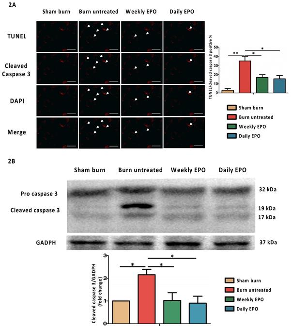 Int J Med Sci Image