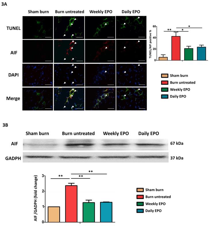 Int J Med Sci Image