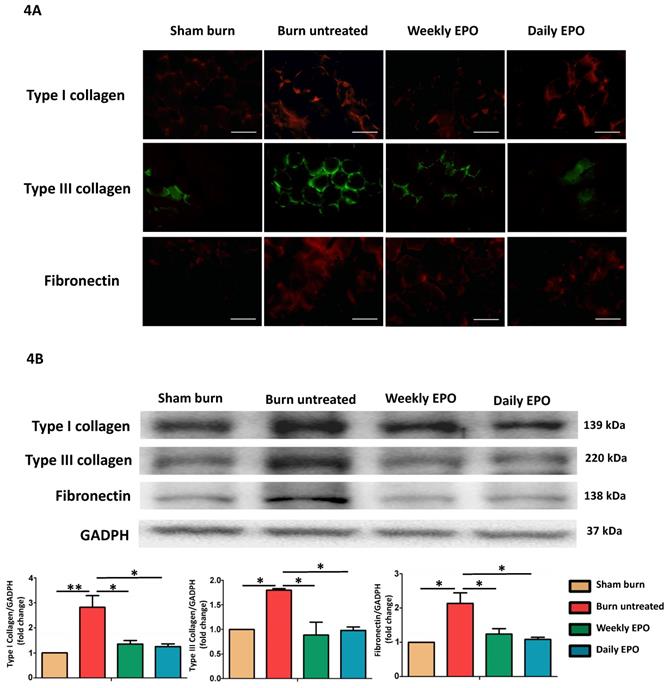 Int J Med Sci Image