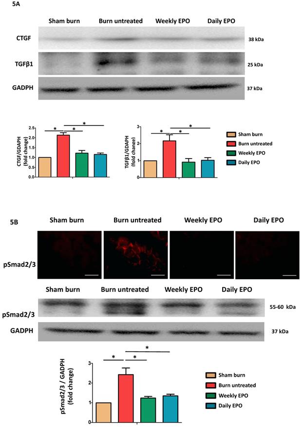 Int J Med Sci Image