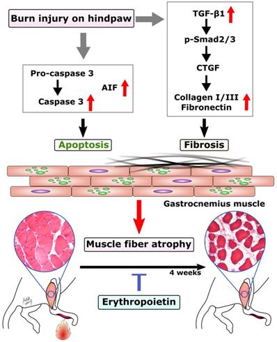 Int J Med Sci Image