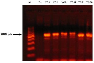 Int J Med Sci Image