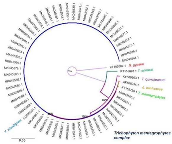 Int J Med Sci Image