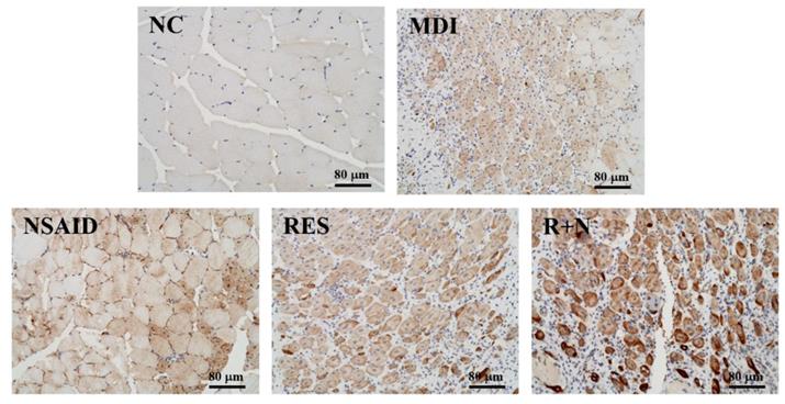 Int J Med Sci Image