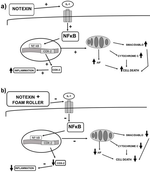 Int J Med Sci Image