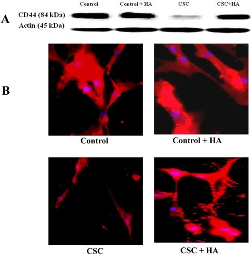 Int J Med Sci Image