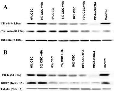 Int J Med Sci Image