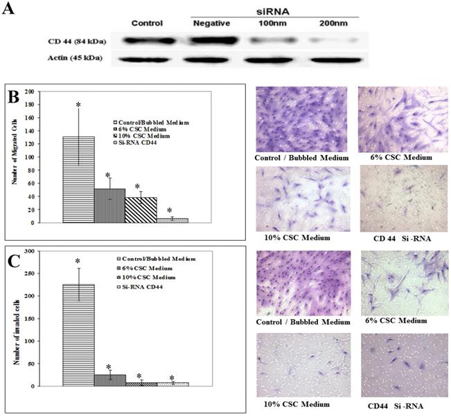 Int J Med Sci Image