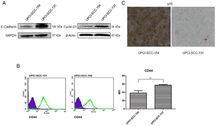 Int J Med Sci Image